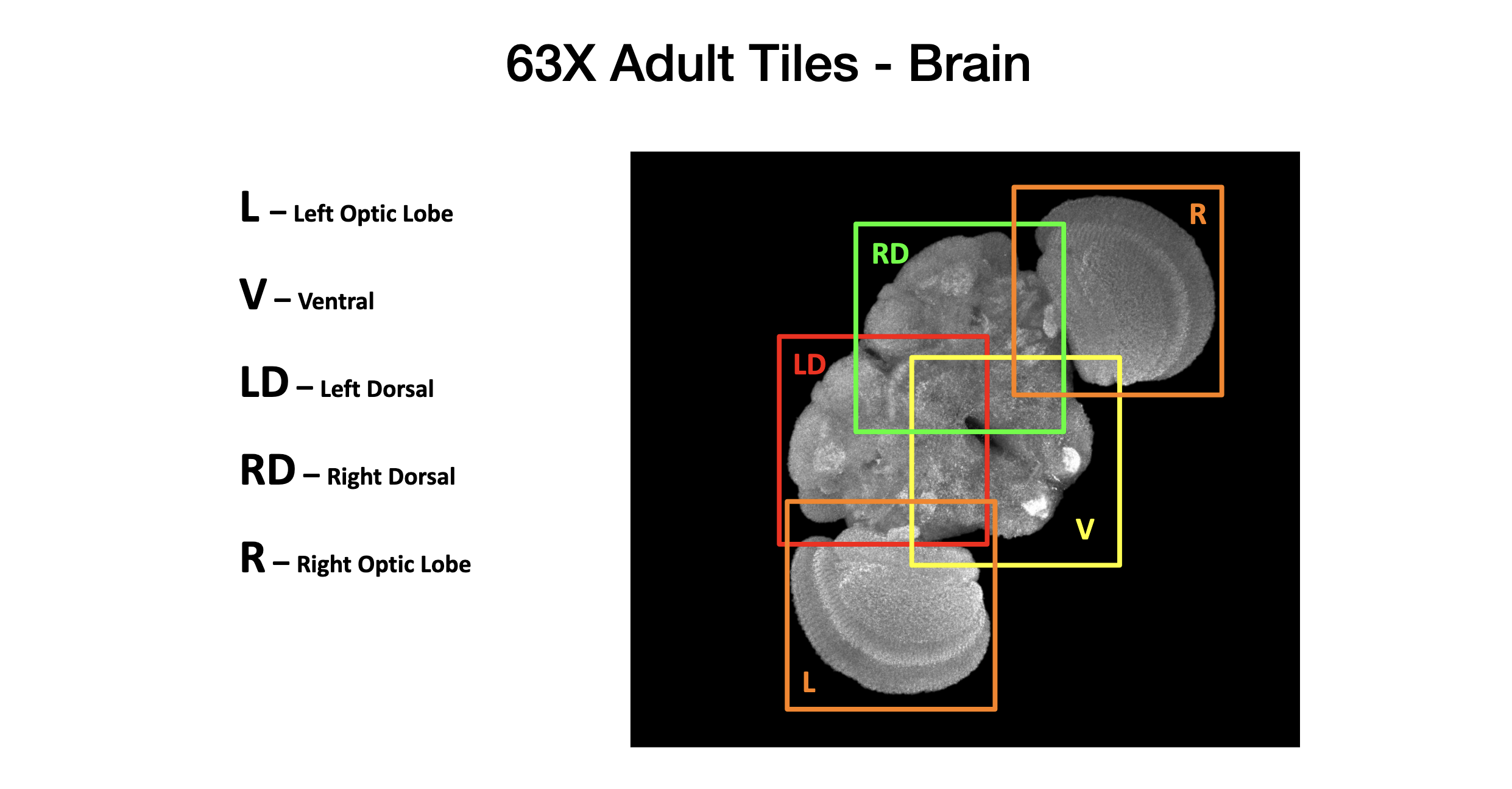 FlyLight 63x Brain Tiles.